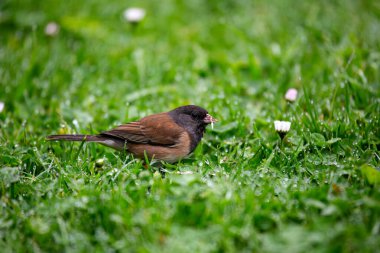 New York Central Park 'ta kara gözlü kara gözlü bir Junco kışın bir şehir parkında ağaçların ve çalıların altındaki tohumlar ve küçük böceklerle besleniyor..
