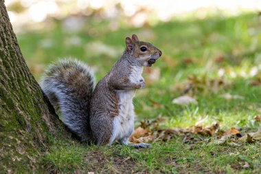 New York Central Park 'taki meraklı bir gri sincap şehir ağaçlarının arasında meşe palamudu ve tohum topluyor. Yaygın bir uyarlanabilir orman memelisi..
