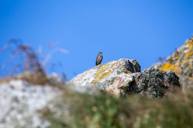 Stok fotoğrafında yetişkin bir Rock Pipit (Anthus petrosus) Bull Island Dublin 'de gelgit kayaları boyunca yiyecek ararken görülüyor. Deniz yosunu ve taşların arasında bulunan küçük yumuşakçalar, solucanlar ve omurgasızlarla beslenir..