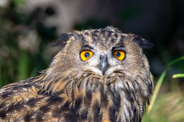 Avrasya 'ya özgü güçlü bir gece kuşu. Küçük memeliler, kuşlar ve amfibileri avlıyor. Alp yamaçlarında çekilmiş bir fotoğraf..