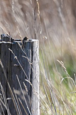 Yetişkin bir çayırlık olan Pipit (Anthus pratensis), Boğa Adası Dublin 'de otlak alanlarında böcek larvaları ve açık çayırlar ve kıyı otlakları arasında yaşayan küçük omurgasızlarla beslenir..
