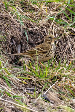 Yetişkin bir çayırlık olan Pipit (Anthus pratensis), Boğa Adası Dublin 'de otlak alanlarında böcek larvaları ve açık çayırlar ve kıyı otlakları arasında yaşayan küçük omurgasızlarla beslenir..