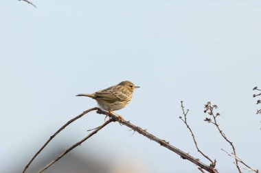 Yetişkin bir çayırlık olan Pipit (Anthus pratensis), Boğa Adası Dublin 'de otlak alanlarında böcek larvaları ve açık çayırlar ve kıyı otlakları arasında yaşayan küçük omurgasızlarla beslenir..