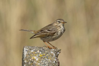 Yetişkin bir çayırlık olan Pipit (Anthus pratensis), Boğa Adası Dublin 'de otlak alanlarında böcek larvaları ve açık çayırlar ve kıyı otlakları arasında yaşayan küçük omurgasızlarla beslenir..