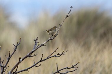 Yetişkin bir çayırlık olan Pipit (Anthus pratensis), Boğa Adası Dublin 'de otlak alanlarında böcek larvaları ve açık çayırlar ve kıyı otlakları arasında yaşayan küçük omurgasızlarla beslenir..