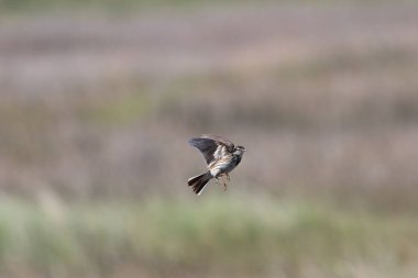 Yetişkin bir çayırlık olan Pipit (Anthus pratensis), Boğa Adası Dublin 'de otlak alanlarında böcek larvaları ve açık çayırlar ve kıyı otlakları arasında yaşayan küçük omurgasızlarla beslenir..