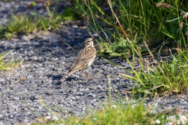 Yetişkin bir çayırlık olan Pipit (Anthus pratensis), Boğa Adası Dublin 'de otlak alanlarında böcek larvaları ve açık çayırlar ve kıyı otlakları arasında yaşayan küçük omurgasızlarla beslenir..