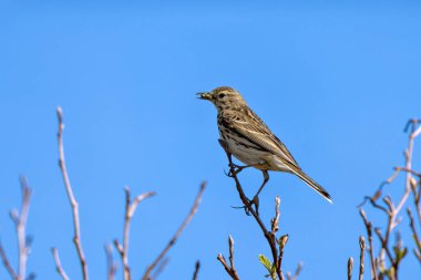 Yetişkin bir çayırlık olan Pipit (Anthus pratensis), Boğa Adası Dublin 'de otlak alanlarında böcek larvaları ve açık çayırlar ve kıyı otlakları arasında yaşayan küçük omurgasızlarla beslenir..