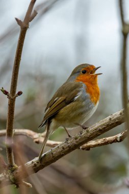 Portakal kırmızısı göğsü ve kahverengi üst parçaları olan yetişkin bir Avrupa bülbülü. Böcek, solucan, tohum ve böğürtlen yer. Fotoğraf Dublin, İrlanda 'da bir bahçede çekildi..