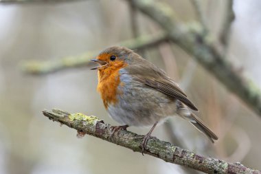 Portakal kırmızısı göğsü ve kahverengi üst parçaları olan yetişkin bir Avrupa bülbülü. Böcek, solucan, tohum ve böğürtlen yer. Fotoğraf Dublin, İrlanda 'da bir bahçede çekildi..