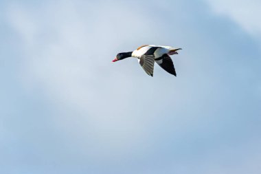 Beyaz vücutlu, kestane rengi göğüs bandı ve yeşil-siyah saçlı sıradan bir erkek kabuklu ördek. Kabuklu deniz hayvanlarıyla, çamur salyangozlarıyla ve gelgit çamur tabakalarında omurgasızlarla beslenir. Fotoğraf Boğa Adası, Dublin, İrlanda 'da çekildi.