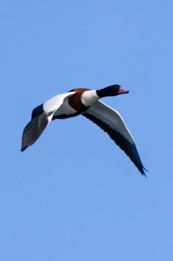 Beyaz vücutlu, kestane rengi göğüs bandı ve yeşil-siyah saçlı sıradan bir erkek kabuklu ördek. Kabuklu deniz hayvanlarıyla, çamur salyangozlarıyla ve gelgit çamur tabakalarında omurgasızlarla beslenir. Fotoğraf Boğa Adası, Dublin, İrlanda 'da çekildi.