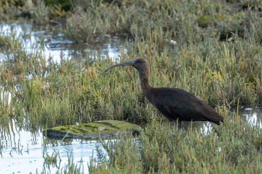 Yanardöner parıltılı ve uzun kıvrımlı gagalı, çarpıcı, siyah bir kuş. Sığ çamurda böcekler, kabuklular ve küçük amfibilerle besleniyor. Fotoğraf Boğa Adası, Dublin, İrlanda 'da çekildi.