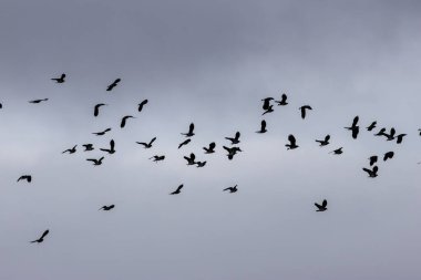 Kuzey kanadı (Vanellus vanellus), Bull Island Dublin İrlanda 'da çamurlu düzlüklerde duruyor. Bu çarpıcı balıkçı teknesi nemli alanlar ve kıyı sulamalarında böcek solucanları ve diğer omurgasızlarla beslenir..