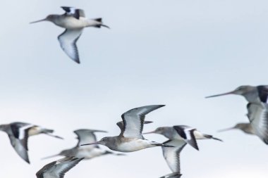 Uzun gagalı, turuncu yıkamalı, solucanlarla beslenen ve gelgit çamur tabakalarıyla beslenen siyah kuyruklu bir gerzek. Fotoğraf Bull Island Dublin İrlanda 'da çekildi..