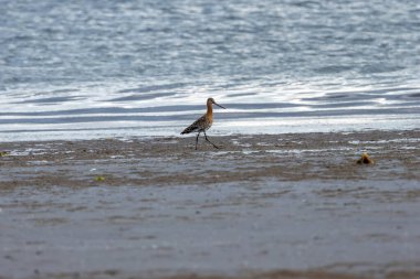 Uzun gagalı, turuncu yıkamalı, solucanlarla beslenen ve gelgit çamur tabakalarıyla beslenen siyah kuyruklu bir gerzek. Fotoğraf Bull Island Dublin İrlanda 'da çekildi..