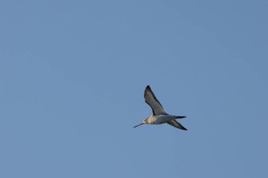 Uzun gagalı, turuncu yıkamalı, solucanlarla beslenen ve gelgit çamur tabakalarıyla beslenen siyah kuyruklu bir gerzek. Fotoğraf Bull Island Dublin İrlanda 'da çekildi..