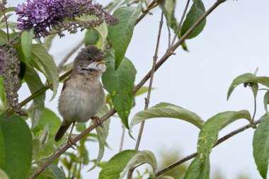 Boğa Adası Dublin 'de böcek ve larvalarla beslenen bir Beyaz Boğaz (Curruca Communis) göçler sırasında düşük çalılıklarda ve çalılıklarda yem arar..
