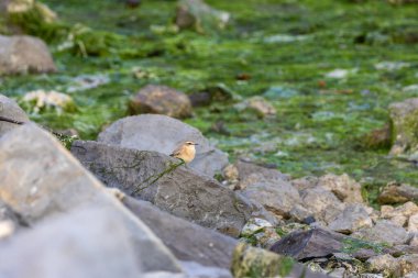 Böceklerle ve omurgasızlarla beslenen genç bir Wheatear Dublin 'deki Boğa Adası' nın kum tepelerinde, göç sırasında durduğu yerde fotoğraflandı..