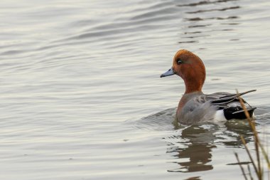 Avrasyalı bir Wigeon (Mareca Penelope), Boğa Adası Dublin açıklarında su bitkileri ve tohumlarla otluyor..