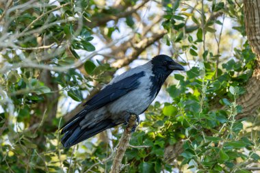 Bir Kapüşonlu Karga (Corvus cornix), omurgasızların tohumlarını ve küçük avını bulmak için Boğa Adası Dublin 'de fotoğraf çeker..