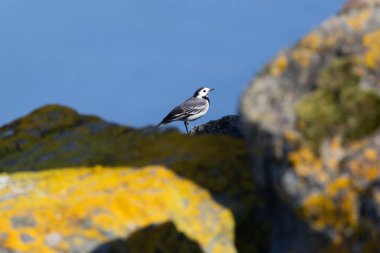 Yetişkin bir Beyaz Wagtail (Motacilla alba) böcekler ve küçük omurgasızlarla beslenirken Boğa Adası Dublin 'de açık sahil şeritleri boyunca yiyecek ararken fotoğraflanmıştır..