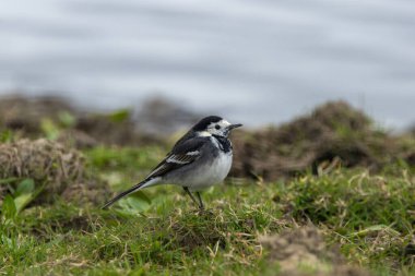 Yetişkin bir Beyaz Wagtail (Motacilla alba) böcekler ve küçük omurgasızlarla beslenirken Boğa Adası Dublin 'de açık sahil şeritleri boyunca yiyecek ararken fotoğraflanmıştır..