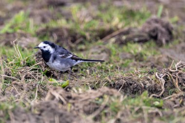 Yetişkin bir Beyaz Wagtail (Motacilla alba) böcekler ve küçük omurgasızlarla beslenirken Boğa Adası Dublin 'de açık sahil şeritleri boyunca yiyecek ararken fotoğraflanmıştır..