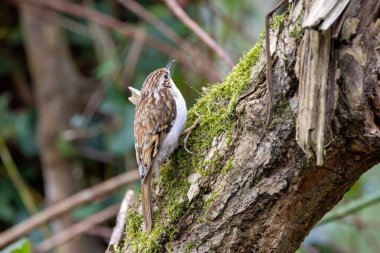 Avrupa ormanlarındaki ağaç kabuklarına tırmanan böcekleri bulmak için kavisli gagasını kullanan küçük kahverengi ve beyaz kuş Ulusal Botanik Bahçeleri Dublin İrlanda 'da fotoğraflandı.