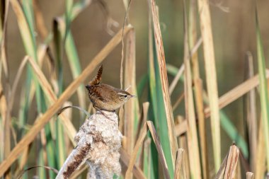 Bitki örtüsündeki böceklerle beslenen küçük kahverengi ötücü kuş daha önce sık sık Avrupa bahçelerinde ve ulusal botanik bahçelerinde çekilmiş ağaçlıklarda görülür.