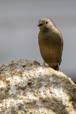 Orta ve Güney Afrika 'nın renkli küçük bir ispinozu tohumlarla besleniyor. Böcekler ve böğürtlenler açık ovalarda tünemiş.