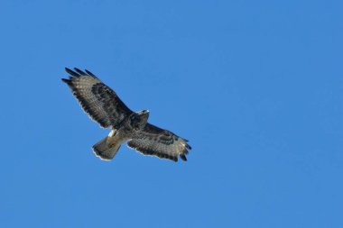 Ulusal Botanik Bahçeleri 'nde tünemiş akbaba Dublin İrlanda' da küçük memelileri ve Avrupa ormanlarındaki yırtıcıların tipik leş yiyen kuşlarını avlar.