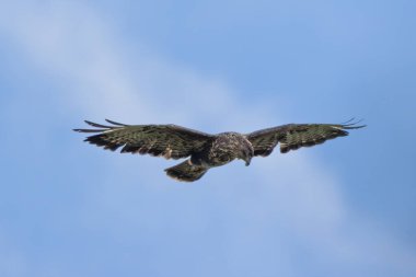 Ulusal Botanik Bahçeleri 'nde tünemiş akbaba Dublin İrlanda' da küçük memelileri ve Avrupa ormanlarındaki yırtıcıların tipik leş yiyen kuşlarını avlar.
