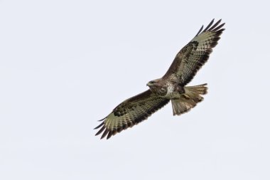 Ulusal Botanik Bahçeleri 'nde tünemiş akbaba Dublin İrlanda' da küçük memelileri ve Avrupa ormanlarındaki yırtıcıların tipik leş yiyen kuşlarını avlar.
