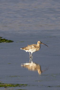 Bull Island Dublin İrlanda 'daki çamurlu düzlüklerde büyük kıvrımlı fotoğraf çekildi. Solucanları, yengeçleri ve böcekleri, gelgitler arası kum düzlüklerinde araştırır ve İrlanda kıyıları boyunca beslenir..