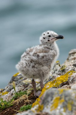 Tüylü martı yavrusu benekli artıklar ve küçük bir avla Irelands 'ın Gözü İrlanda' da çekilmiş küçük bir kaya fotoğrafı.