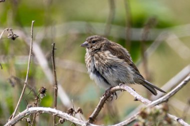 Genç keten daha çok tohumlarla besleniyor. Turvey Doğa Koruma Alanı 'nda çekilen küçük kahverengi çizgili kuş fotoğrafı.