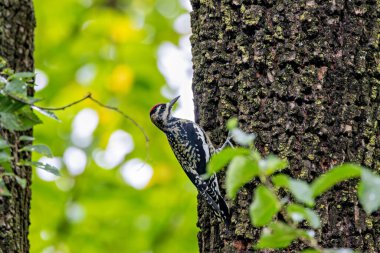 Sarı karınlı ağaçkakan. Siyah beyaz tüylü. Bronx Botanik Bahçeleri 'nde çekilmiş bitki özü ve böceklerle besleniyor.