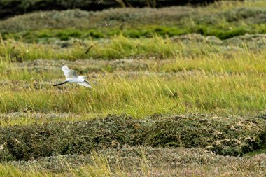 Siyah bacaklı ve sarı ayaklı zarif küçük beyaz balıkçıl balık amfibileri ve böceklerle besleniyor. Fotoğraf Boğa Adası, Dublin, İrlanda 'nın çamurlu düzlüklerinde çekilirken çekildi..