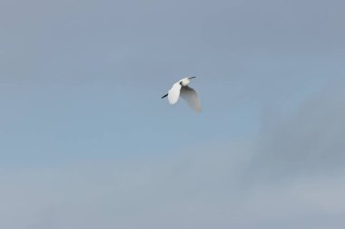 Siyah bacaklı ve sarı ayaklı zarif küçük beyaz balıkçıl balık amfibileri ve böceklerle besleniyor. Fotoğraf Boğa Adası, Dublin, İrlanda 'nın çamurlu düzlüklerinde çekilirken çekildi..
