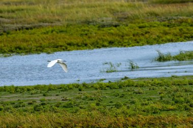 Siyah bacaklı ve sarı ayaklı zarif küçük beyaz balıkçıl balık amfibileri ve böceklerle besleniyor. Fotoğraf Boğa Adası, Dublin, İrlanda 'nın çamurlu düzlüklerinde çekilirken çekildi..