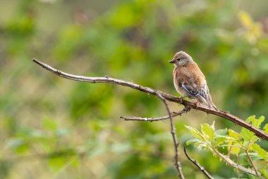 Kırmızı alnı ve göğsüyle tanımlanabilen erkek Linnet öncelikle tohumlarla beslenir. Boğa Adası, Dublin, İrlanda kıyılarındaki çalılıklarda çekilmiş bir fotoğraf..