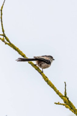 Uzun kuyruklu küçük pembe beyaz kuş, Ulusal Botanik Bahçeleri, Dublin, İrlanda 'da çekilen böcek fotoğraflarını yiyor.