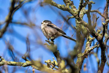 Uzun kuyruklu küçük pembe beyaz kuş, Ulusal Botanik Bahçeleri, Dublin, İrlanda 'da çekilen böcek fotoğraflarını yiyor.
