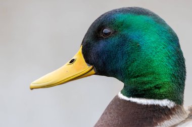 Parlak yeşil kafalı erkek yaban ördeği ördeği su bitkisi tohumu yer böcekleri, Ulusal Botanik Bahçeleri 'nde fotoğraf, Dublin, İrlanda