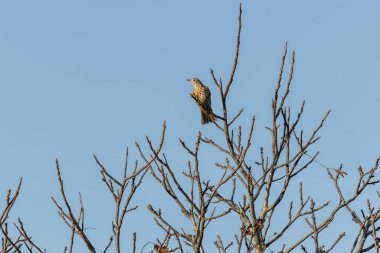 Benekli beyaz göğüslü büyük soluk ardıç kuşları böğürtlenlerle beslenir, National Botanic Gardens, Dublin, İrlanda 'da fotoğraf çekilir.