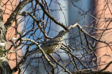 Benekli beyaz göğüslü büyük soluk ardıç kuşları böğürtlenlerle beslenir, National Botanic Gardens, Dublin, İrlanda 'da fotoğraf çekilir.
