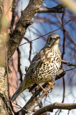 Benekli beyaz göğüslü büyük soluk ardıç kuşları böğürtlenlerle beslenir, National Botanic Gardens, Dublin, İrlanda 'da fotoğraf çekilir.