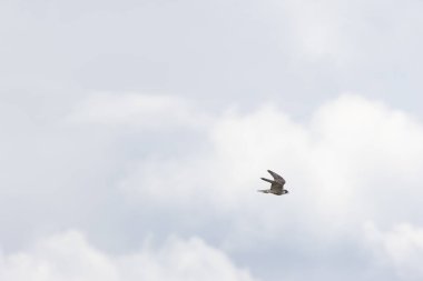 Güçlü bir yırtıcı kuş, mavi-gri sırtlı ve siyah kafalı, yüksek hızlı dalışı (verandası) ile ünlüdür. Çoğunlukla diğer kuşlarla (güvercinler ve martılar gibi) beslenir ve onları havada yakalar. Fotoğraf Boğa Adası, Dublin, İrlanda 'da çekildi..