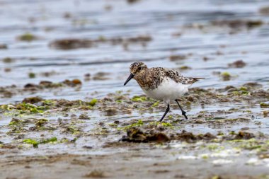 Kısa siyah gagalı, küçük, solgun, tombul bir çulluk. Aktif olarak deniz solucanı ve kabuklu deniz solucanı arıyor. Gelgit hattı boyunca koşuyor..